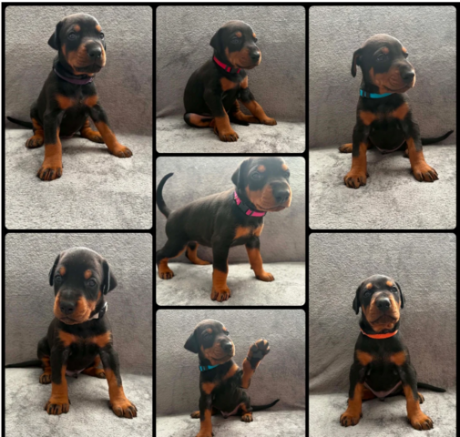 KC-geregistreerde Doberman-puppy's // WhatsApp: +49 176 85481988