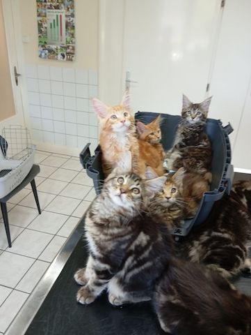 Kätzchen suchen ein neues Zuhause, sie sind vollständig geimpft