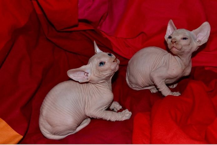 Reinrassige Canadian Sphynx Kätzchen ab Juli abzugeben