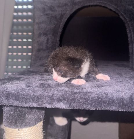 Süße BKH Mix Kitten suchen ein liebevolles Zuhause (Reservierung ab sofort)