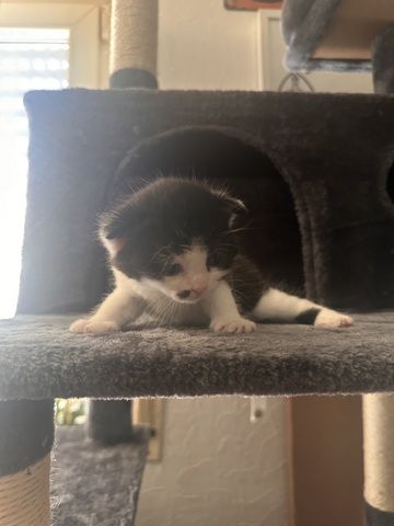 Süße Mix Kitten suchen ein liebevolles Zuhause (Reservierung ab sofort)