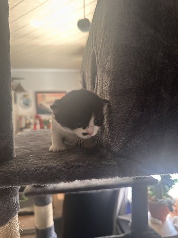Süße Mix Kitten suchen ein liebevolles Zuhause (Reservierung ab sofort)