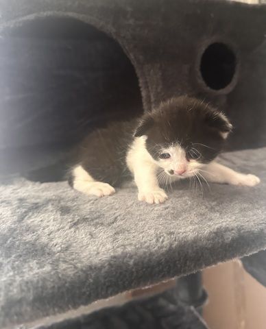 Süße Mix Kitten suchen ein liebevolles Zuhause (Reservierung ab sofort)