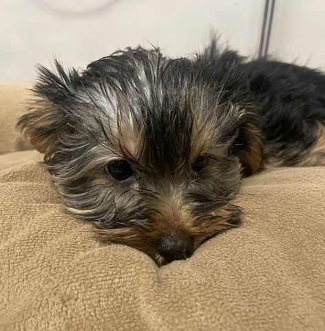Wunderschöne Yorkshire Terrier Welpin freut sich auf ihre neue Familie