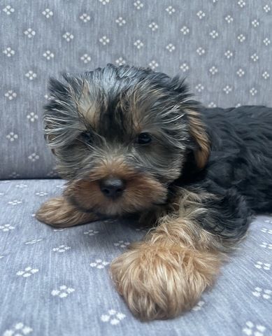 Wunderschöne Yorkshire Terrier Welpin freut sich auf ihre neue Familie