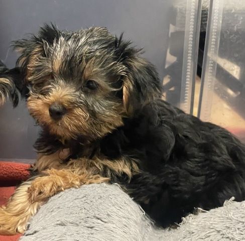 Wunderschöne Yorkshire Terrier Welpin freut sich auf ihre neue Familie