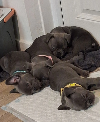 Blaue Französische Bulldoggen-Welpen suchen ein Zuhause fürs Leben
