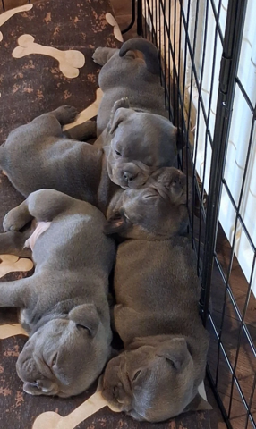 Blaue Französische Bulldoggen-Welpen suchen ein Zuhause fürs Leben