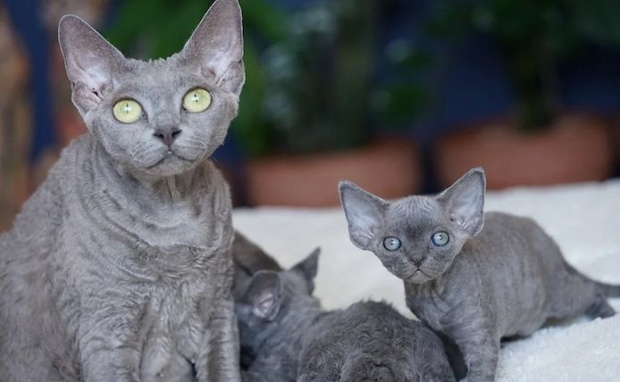 ❤️ Devon-Rex-Kätzchen aus reiner Linie verfügbar ❤️