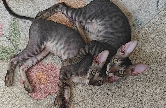 wunderschönes Cornish-Rex-Kätzchen