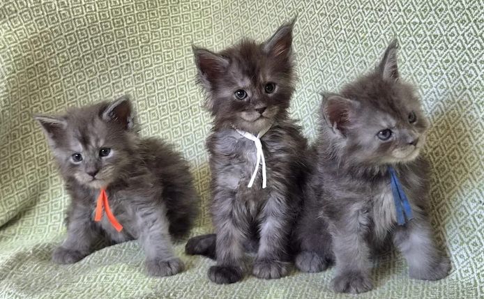 wunderschönen Maine-Coon-Kätzchen