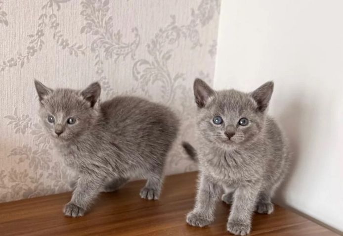 Verspieltes Russisch-Blau-Kätzchen sucht ein Zuhause fürs Leben
