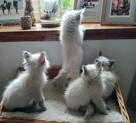 Wunderschöner Wurf von Ragdoll-Kätzchen