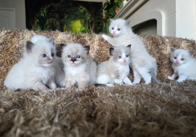 Reinrassige Ragdoll-Kätzchen zu verkaufen.