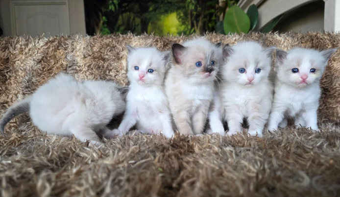 Reinrassige Ragdoll-Kätzchen zu verkaufen.