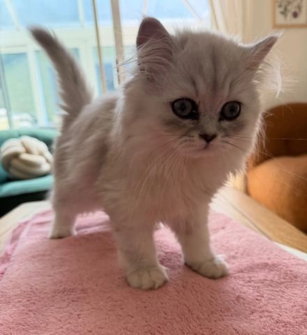 wunderschöne Perser-Katerchen