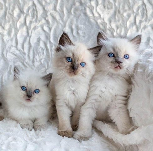 Reinrassige Ragdoll-Kätzchen zu verkaufen.
