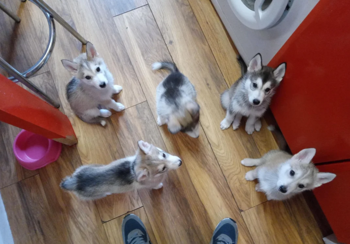 Siberian-Husky-Welpen zu verkaufen.