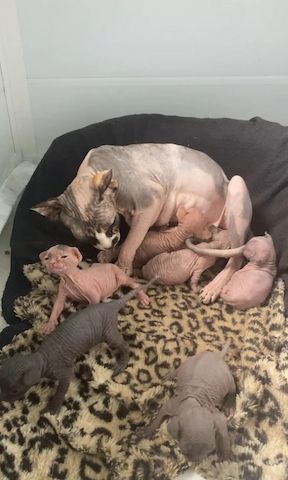 Sphynx-Kätzchen zu verkaufen