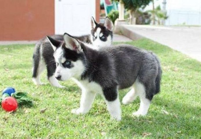 Siberian Husky-Welpen