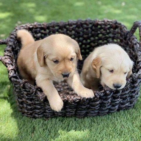 Golden-Retriever-Welpen zu verkaufen