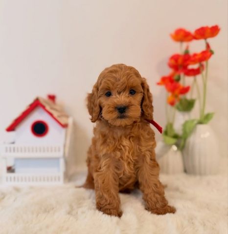 Mini Goldendoodle