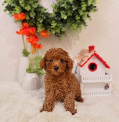 Mini Goldendoodle