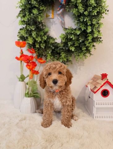 Mini Goldendoodle