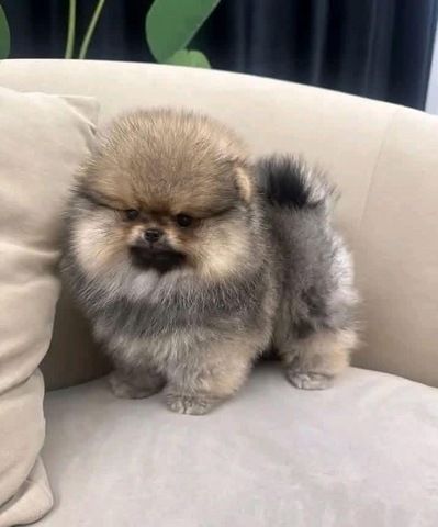 Reinrassige Zwergspitz-Welpen (Pomeranian) suchen ein Zuhause