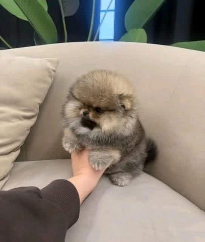Reinrassige Zwergspitz-Welpen (Pomeranian) suchen ein Zuhause
