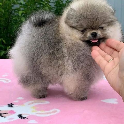 Reinrassige Zwergspitz-Welpen (Pomeranian) suchen ein Zuhause