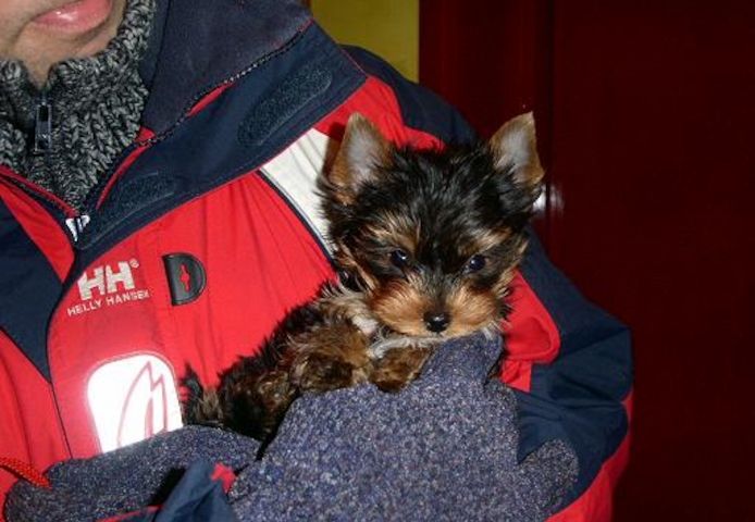 Yorkie-Welpen bereit für ein Zuhause.