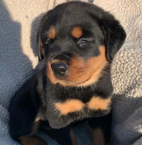 Superniedliche Rottweilerwelpen