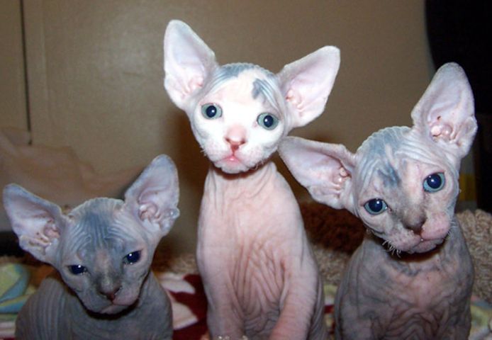 Sphynx-Kätzchen verfügbar