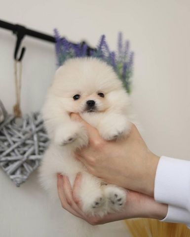 Superniedliche und gesunde Pomeranian-Welpen