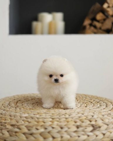 Superniedliche und gesunde Pomeranian-Welpen