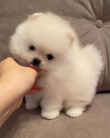 Superniedliche und gesunde Pomeranian-Welpen