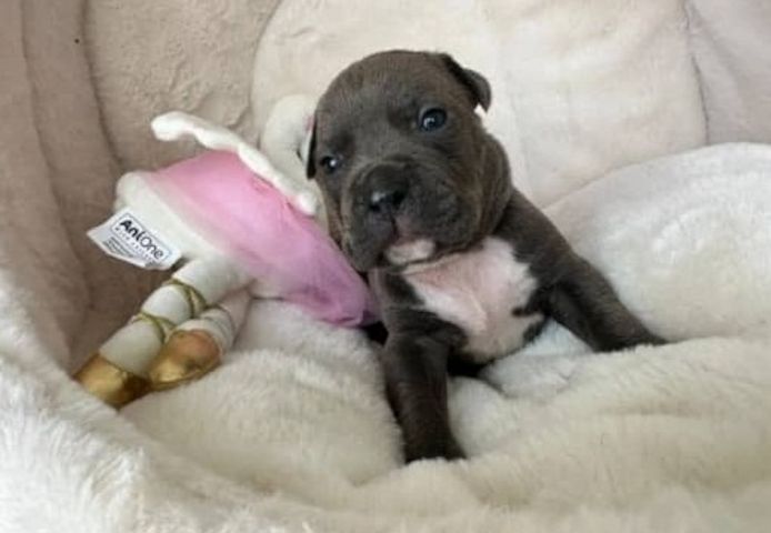 American Pitbull-Welpen (Blueline)
