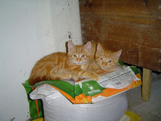 Garfield rote Katze