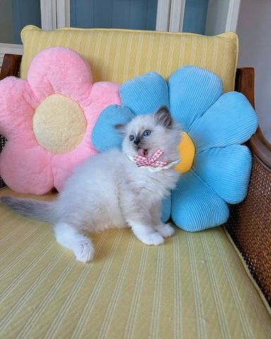 Ragdoll-Kätzchen aus liebevoller Hausaufzucht