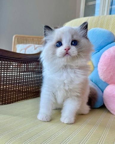 Ragdoll-Kätzchen aus liebevoller Hausaufzucht