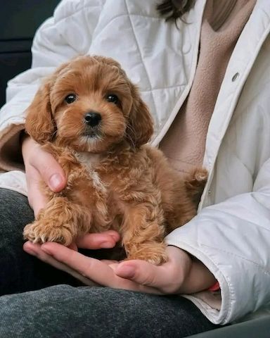 Superniedliche und gesunde Maltipoo-Welpen