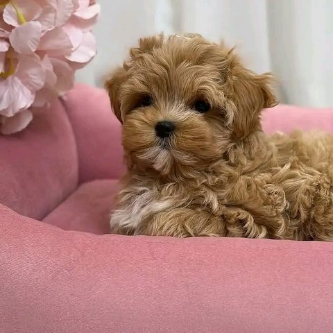 Superniedliche und gesunde Maltipoo-Welpen