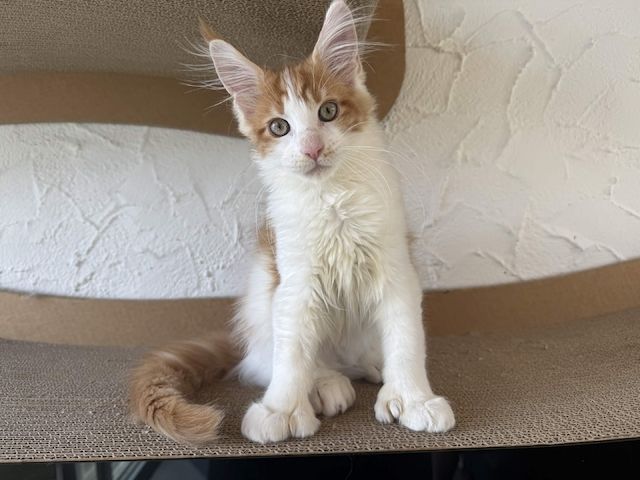 Maine Coon Kater mit Stammbaum - sofort auszugsbereit