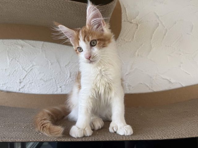 Maine Coon Kater mit Stammbaum - sofort auszugsbereit