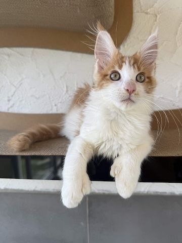 Maine Coon Kater mit Stammbaum - sofort auszugsbereit