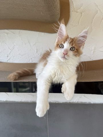 Maine Coon Kater mit Stammbaum - sofort auszugsbereit