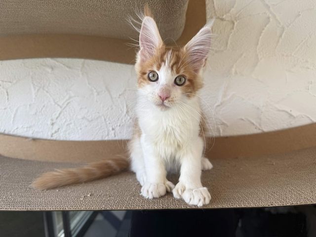 Maine Coon Kater mit Stammbaum - sofort auszugsbereit