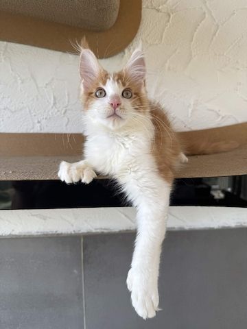 Maine Coon Kater mit Stammbaum - sofort auszugsbereit