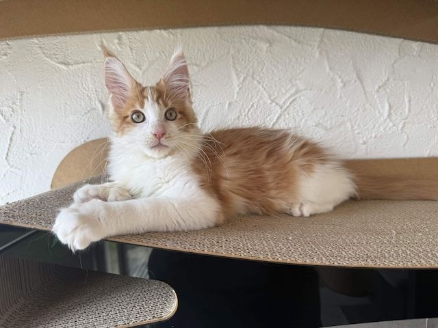 Maine Coon Kater mit Stammbaum - sofort auszugsbereit